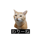 虎丸の発言（個別スタンプ：20）