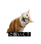 虎丸の発言（個別スタンプ：21）