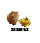 虎丸の発言（個別スタンプ：22）