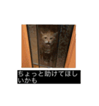 虎丸の発言（個別スタンプ：23）