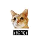 虎丸の発言（個別スタンプ：25）
