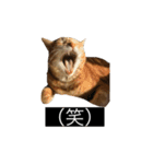 虎丸の発言（個別スタンプ：26）