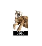 虎丸の発言（個別スタンプ：27）