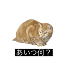 虎丸の発言（個別スタンプ：29）