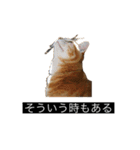 虎丸の発言（個別スタンプ：30）