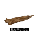 虎丸の発言（個別スタンプ：31）