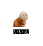 虎丸の発言（個別スタンプ：32）