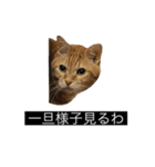 虎丸の発言（個別スタンプ：33）