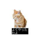 虎丸の発言（個別スタンプ：35）