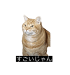 虎丸の発言（個別スタンプ：36）