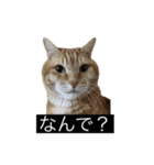 虎丸の発言（個別スタンプ：37）