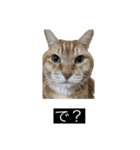 虎丸の発言（個別スタンプ：38）