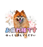 ぽめだらけ2（個別スタンプ：1）