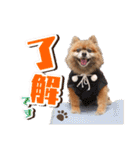 ぽめだらけ2（個別スタンプ：3）