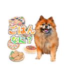 ぽめだらけ2（個別スタンプ：4）