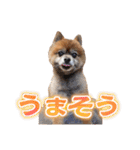 ぽめだらけ2（個別スタンプ：5）