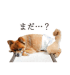 ぽめだらけ2（個別スタンプ：7）
