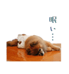 ぽめだらけ2（個別スタンプ：8）