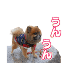 ぽめだらけ2（個別スタンプ：16）