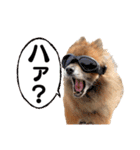 ぽめだらけ2（個別スタンプ：17）