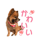 ぽめだらけ2（個別スタンプ：21）