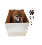 ぽめだらけ2（個別スタンプ：25）