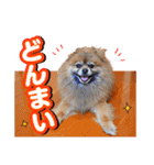 ぽめだらけ2（個別スタンプ：30）