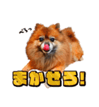 ぽめだらけ2（個別スタンプ：31）
