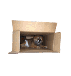 ぽめだらけ2（個別スタンプ：38）