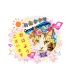 日常挨拶ねこにゃ〜年間使えるスタンプです（個別スタンプ：1）