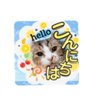 日常挨拶ねこにゃ〜年間使えるスタンプです（個別スタンプ：3）