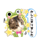 日常挨拶ねこにゃ〜年間使えるスタンプです（個別スタンプ：7）