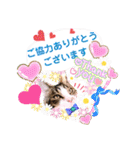 日常挨拶ねこにゃ〜年間使えるスタンプです（個別スタンプ：12）