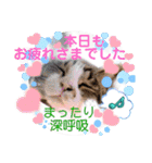 日常挨拶ねこにゃ〜年間使えるスタンプです（個別スタンプ：18）