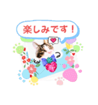 日常挨拶ねこにゃ〜年間使えるスタンプです（個別スタンプ：26）