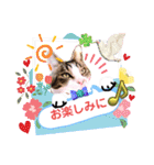 日常挨拶ねこにゃ〜年間使えるスタンプです（個別スタンプ：27）