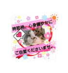 日常挨拶ねこにゃ〜年間使えるスタンプです（個別スタンプ：31）