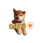 ごん太 のスタンプ（個別スタンプ：1）