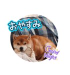 ごん太 のスタンプ（個別スタンプ：2）