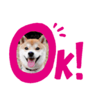 ごん太 のスタンプ（個別スタンプ：3）