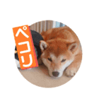 ごん太 のスタンプ（個別スタンプ：8）