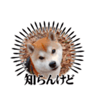 ごん太 のスタンプ（個別スタンプ：9）