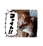 ごん太 のスタンプ（個別スタンプ：12）