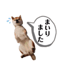 ごん太 のスタンプ（個別スタンプ：13）