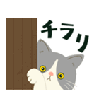 ハチワレはーちゃんの日常よく使ーう！（個別スタンプ：31）