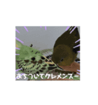 インコがいる子（個別スタンプ：3）