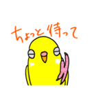 日常で使える手書きセキセイインコ（個別スタンプ：10）
