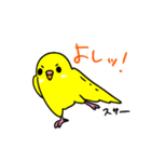 日常で使える手書きセキセイインコ（個別スタンプ：13）