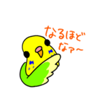 日常で使える手書きセキセイインコ（個別スタンプ：14）