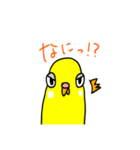 日常で使える手書きセキセイインコ（個別スタンプ：16）